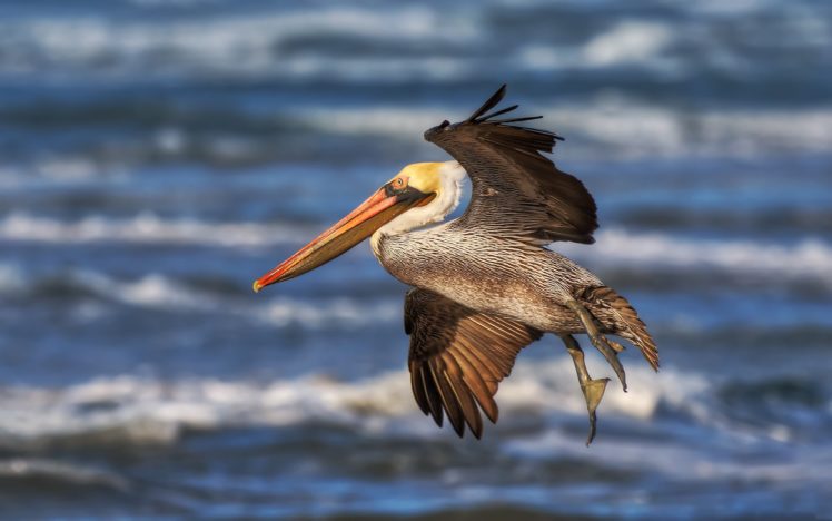 pelican, Blurred, Background, Birds HD Wallpaper Desktop Background