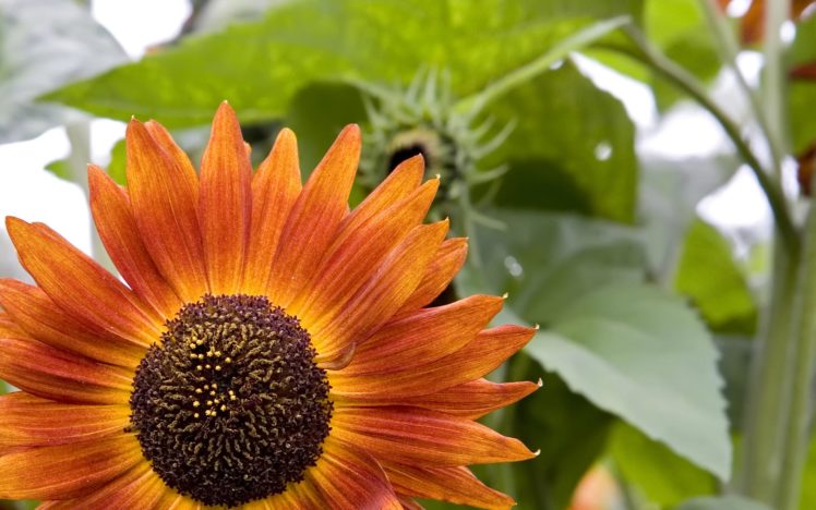 sunflowers, Orange, Flowers HD Wallpaper Desktop Background