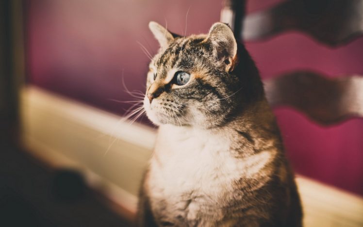 cats, Animals, Blurred, Background HD Wallpaper Desktop Background