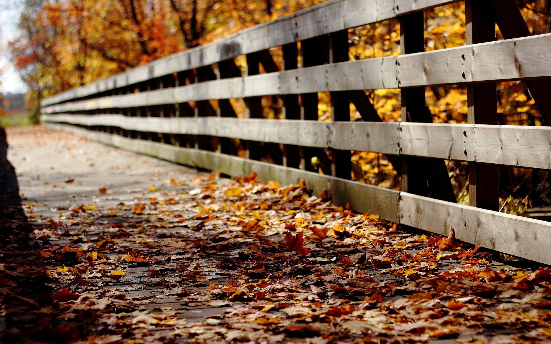 autumn,  season , Fences, Path Wallpaper