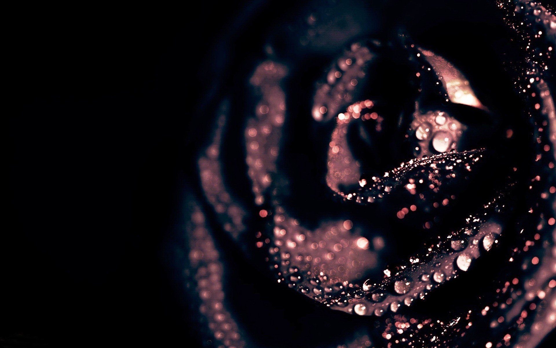 rose, Drops Wallpaper