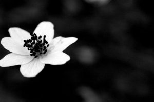 white, Flower