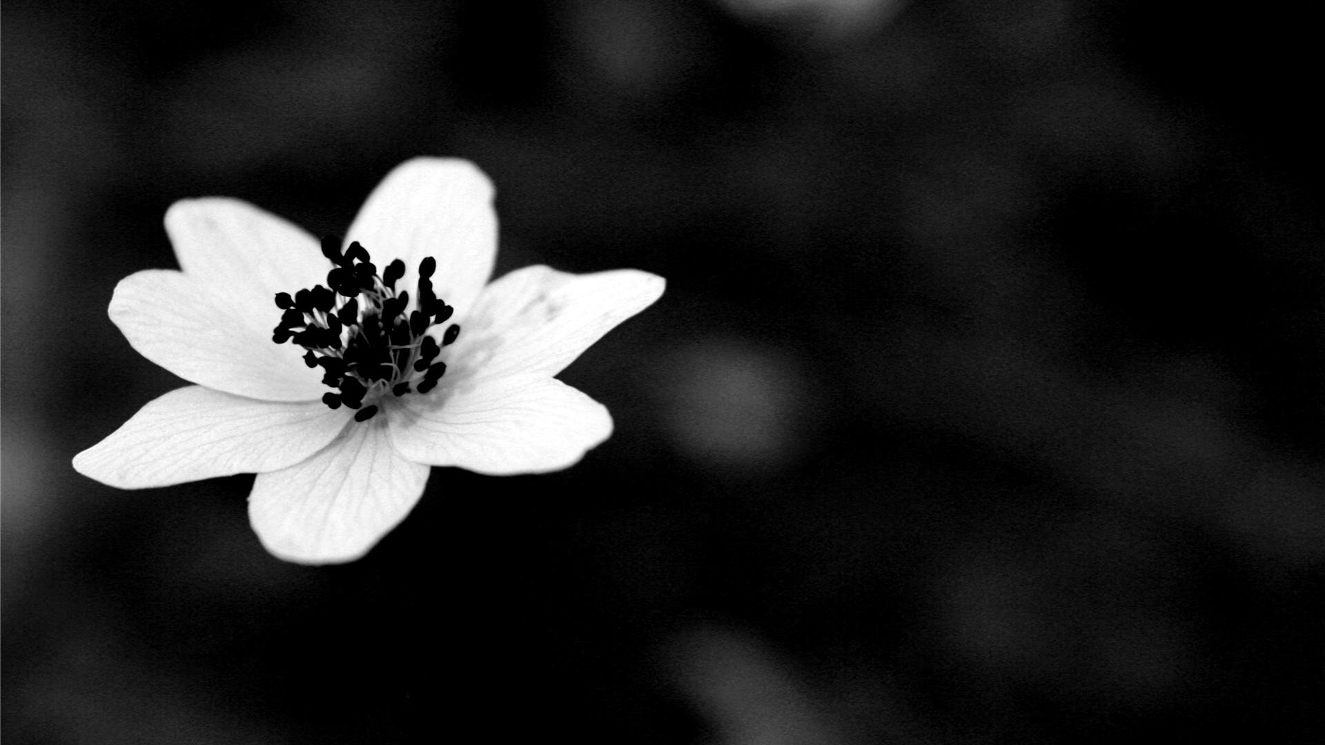 White Flower Wallpapers Hd Desktop And Mobile Backgrounds