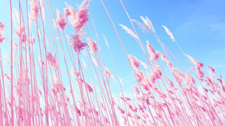 pink, Plants HD Wallpaper Desktop Background