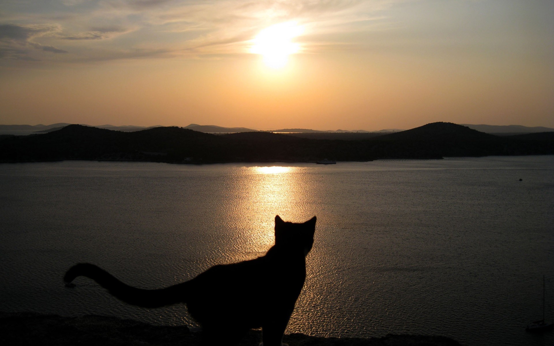 sunset, Cats, Animals, Silhouettes Wallpaper