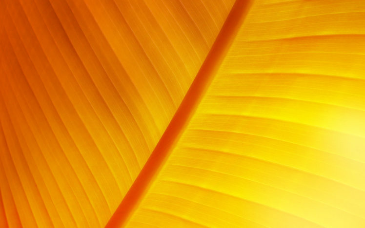 yellow, Orange, Leaves, Nerv HD Wallpaper Desktop Background