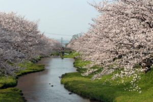 japan, Cherry, Blossoms, Flowers, Spring,  season , Rivers, Flowered, Trees
