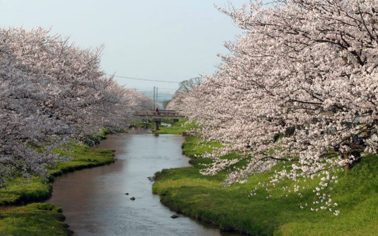 japan, Cherry, Blossoms, Flowers, Spring,  season , Rivers, Flowered, Trees HD Wallpaper Desktop Background