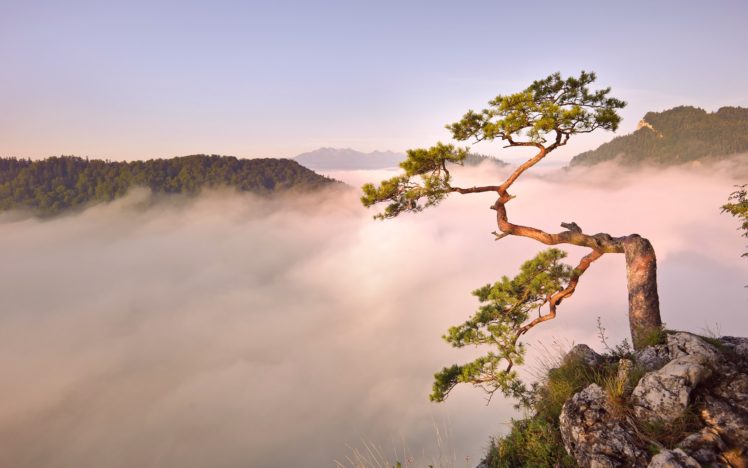 mountains, Clouds, Landscapes, Trees, Fog HD Wallpaper Desktop Background