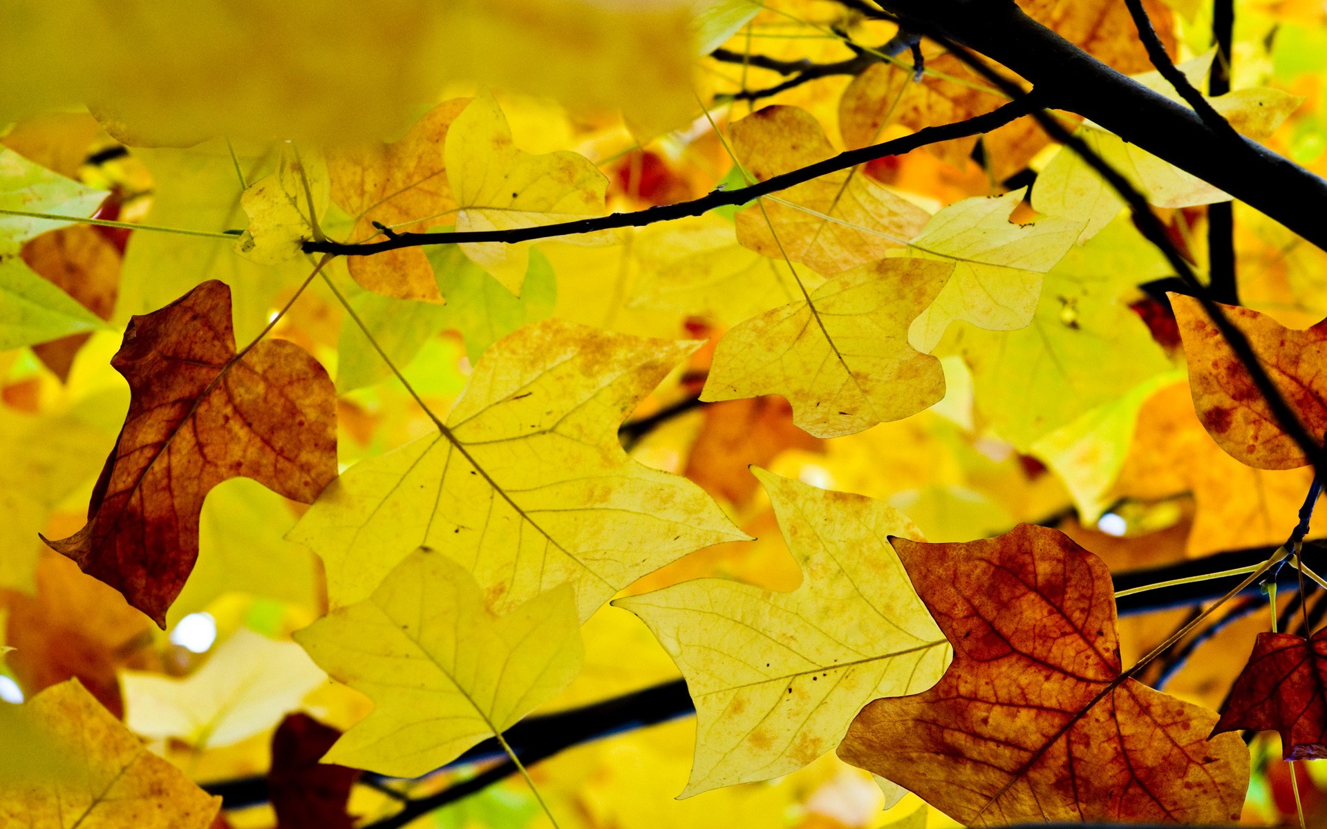 nature, Autumn,  season Wallpaper