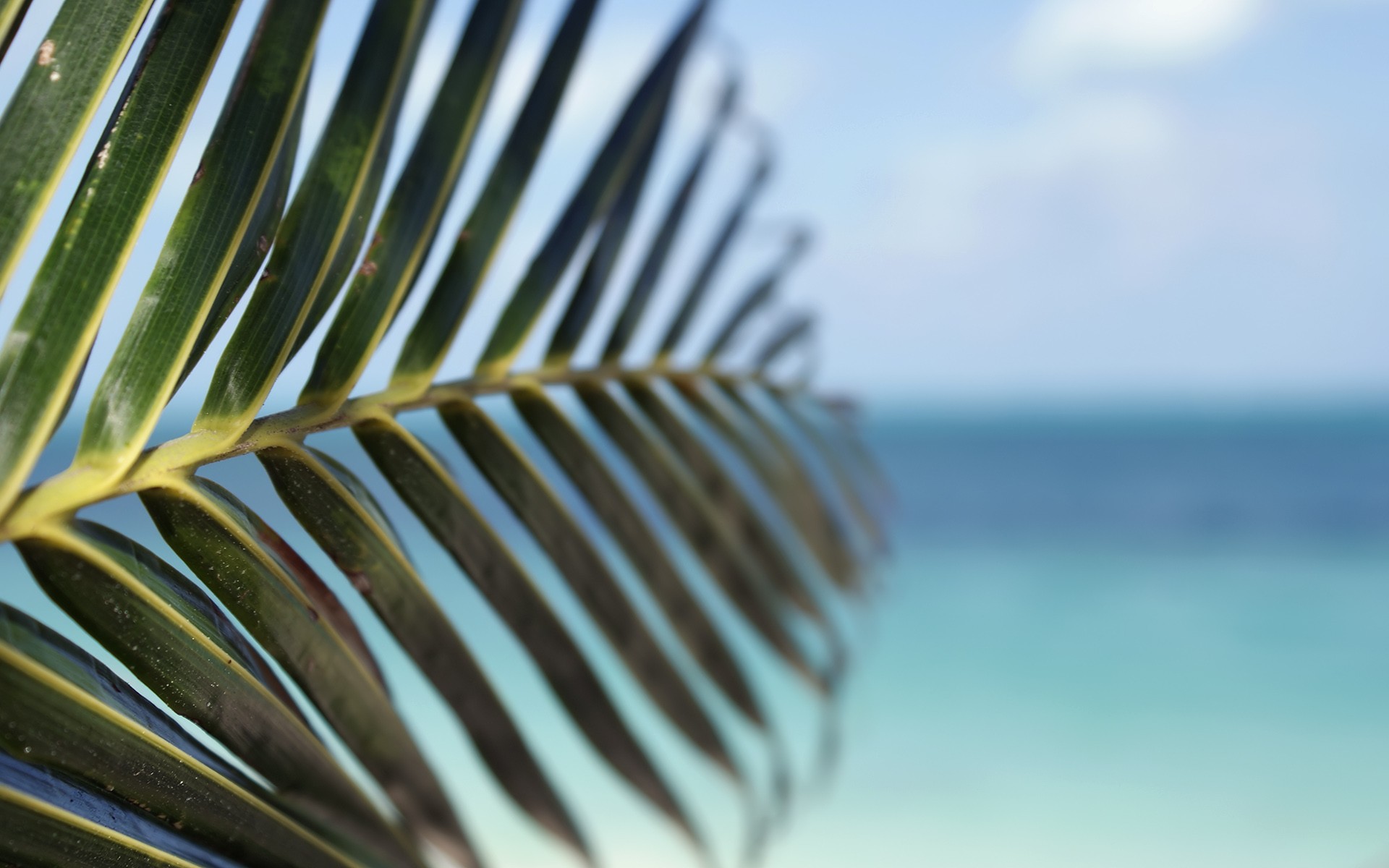 water, Leaf, Beach, Tropical, Palm, Trees, Depth, Of, Field, Sea Wallpaper