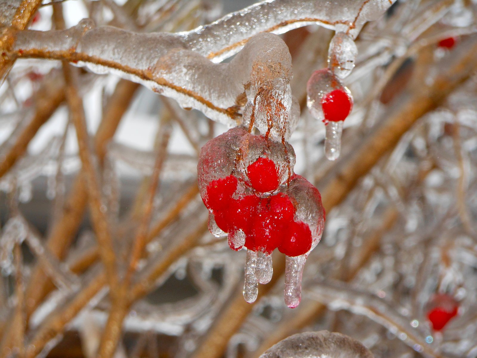 nature, Ice, Winter, Macro, Textures, Reflexions, Sculptures, Water, Art, Frozen Wallpaper