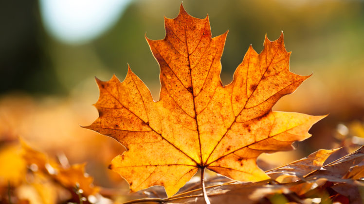 close up, Leaves, Maple, Leaf, Fallen, Leaves HD Wallpaper Desktop Background