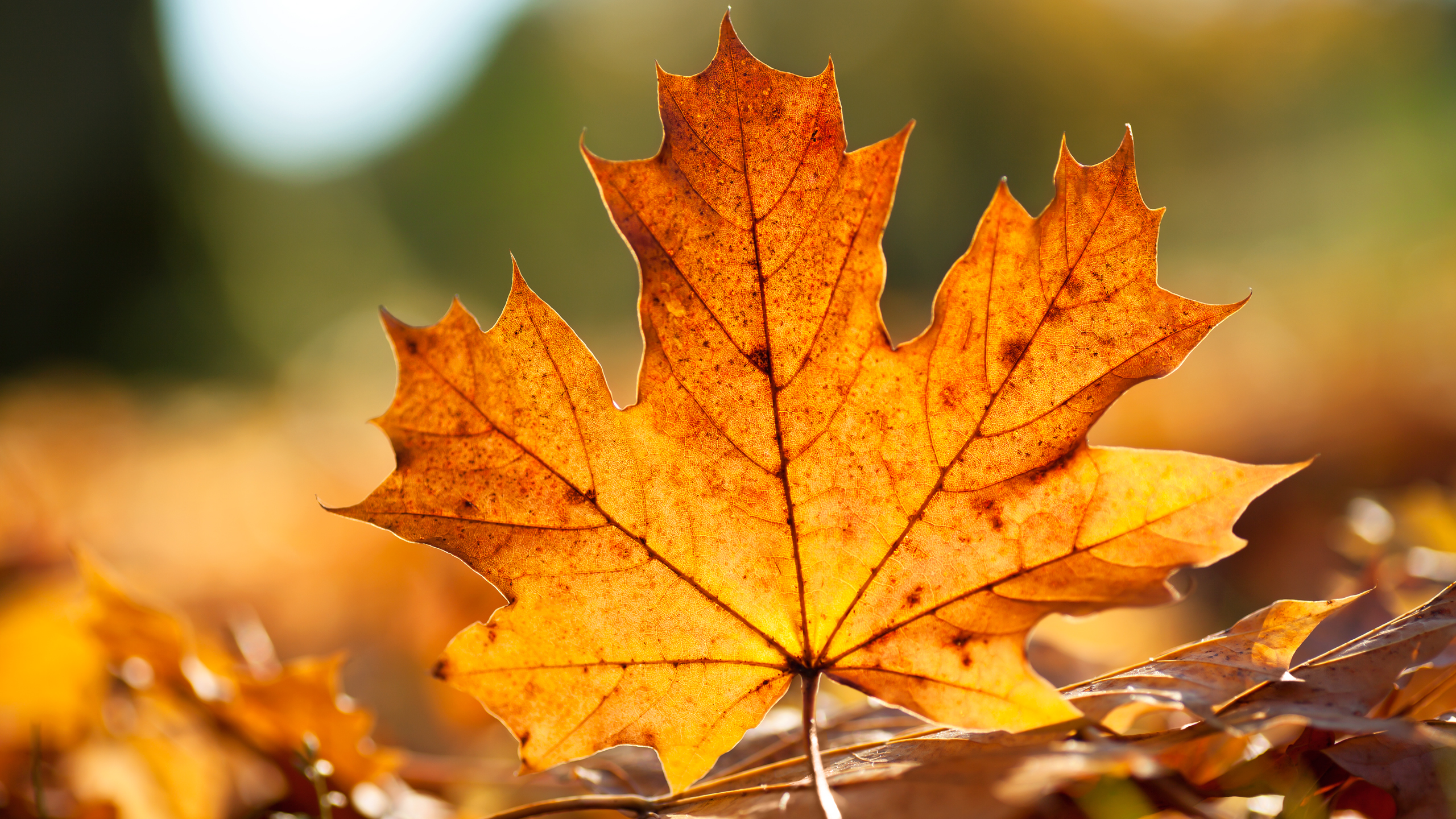 close up, Leaves, Maple, Leaf, Fallen, Leaves Wallpaper
