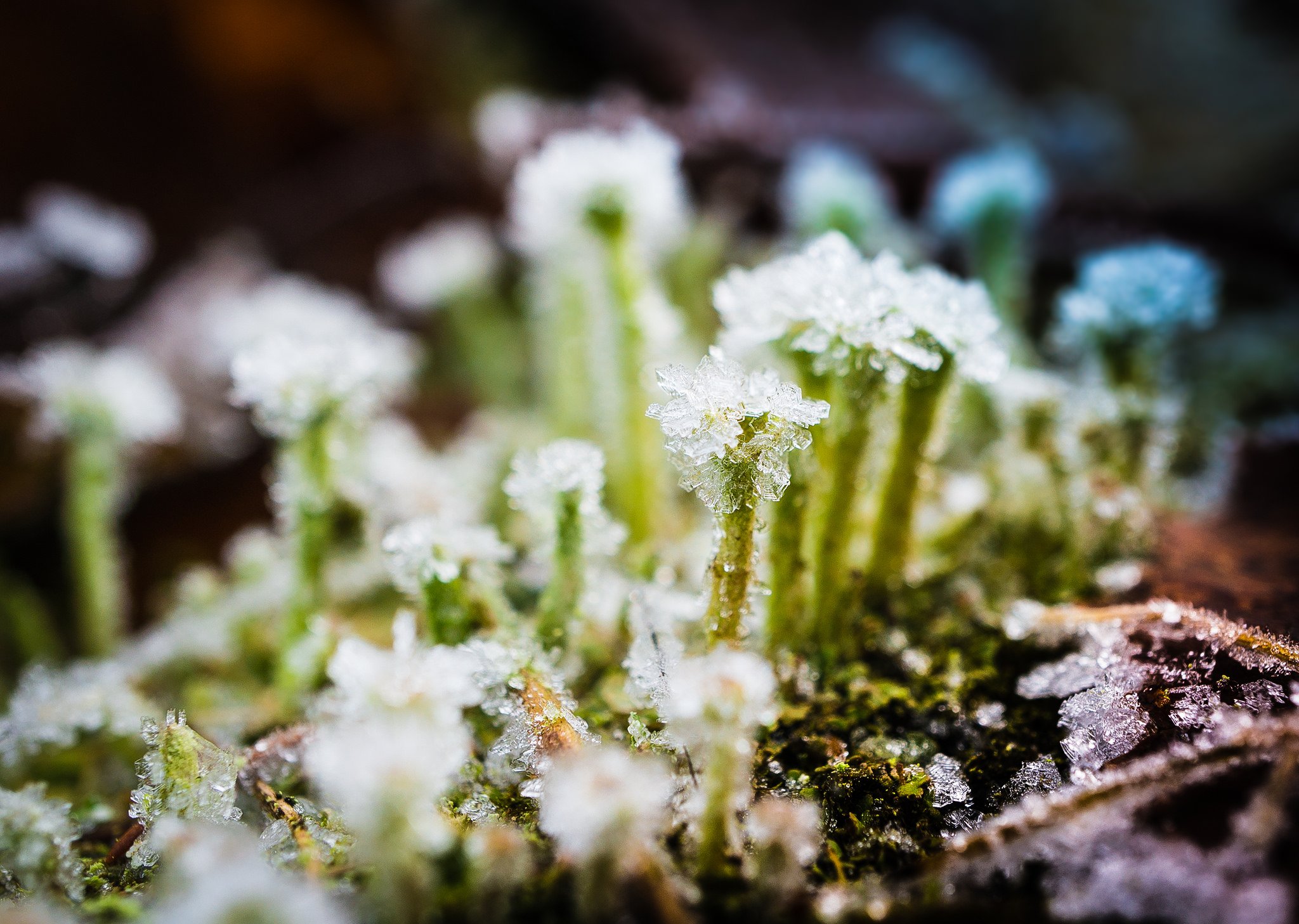 nature, Ice, Winter, Macro, Textures, Reflexions, Sculptures, Water, Art, Frozen Wallpaper