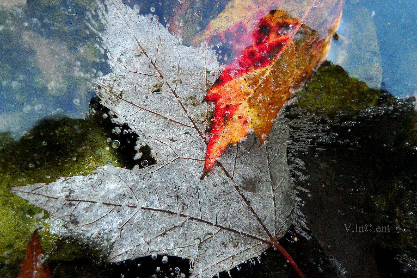 nature, Ice, Winter, Macro, Textures, Reflexions, Sculptures, Water, Art, Frozen Wallpaper