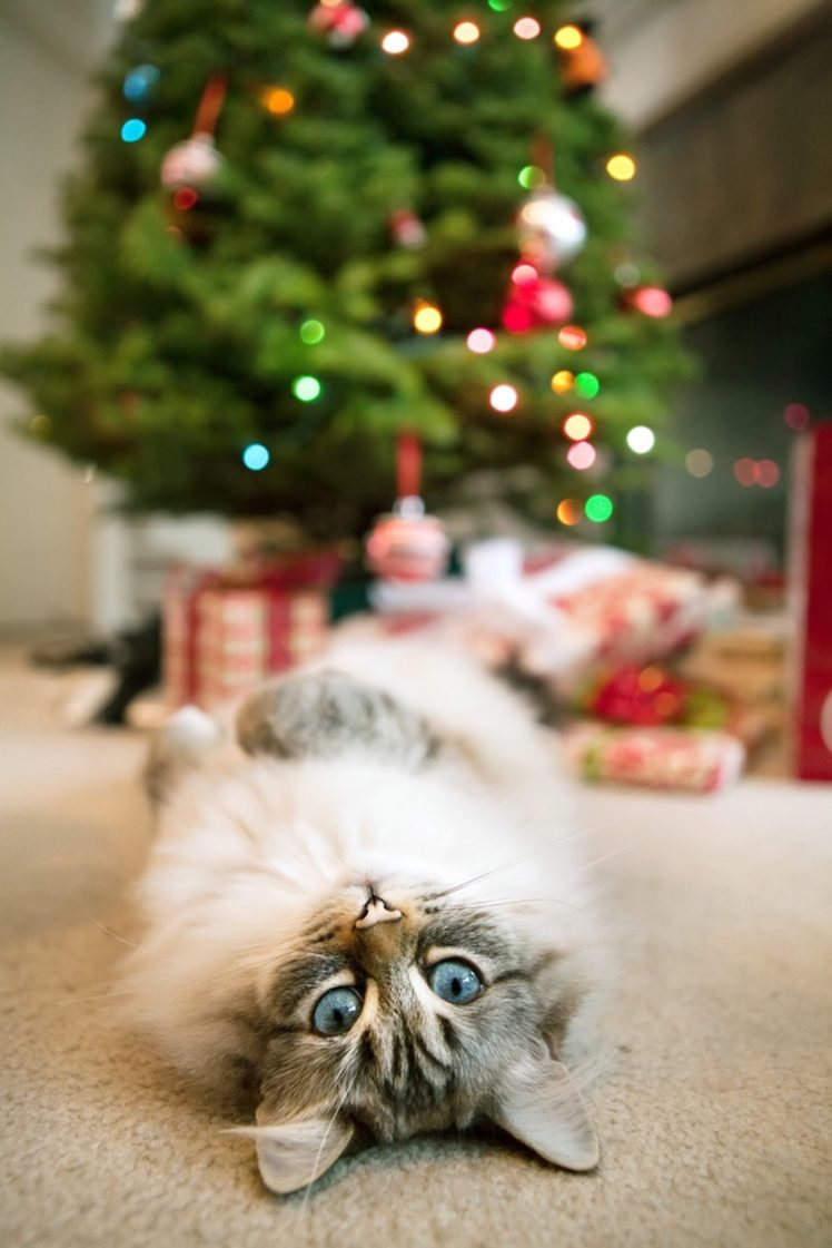 cat, Animal, Christmas, Gift HD Wallpaper Desktop Background