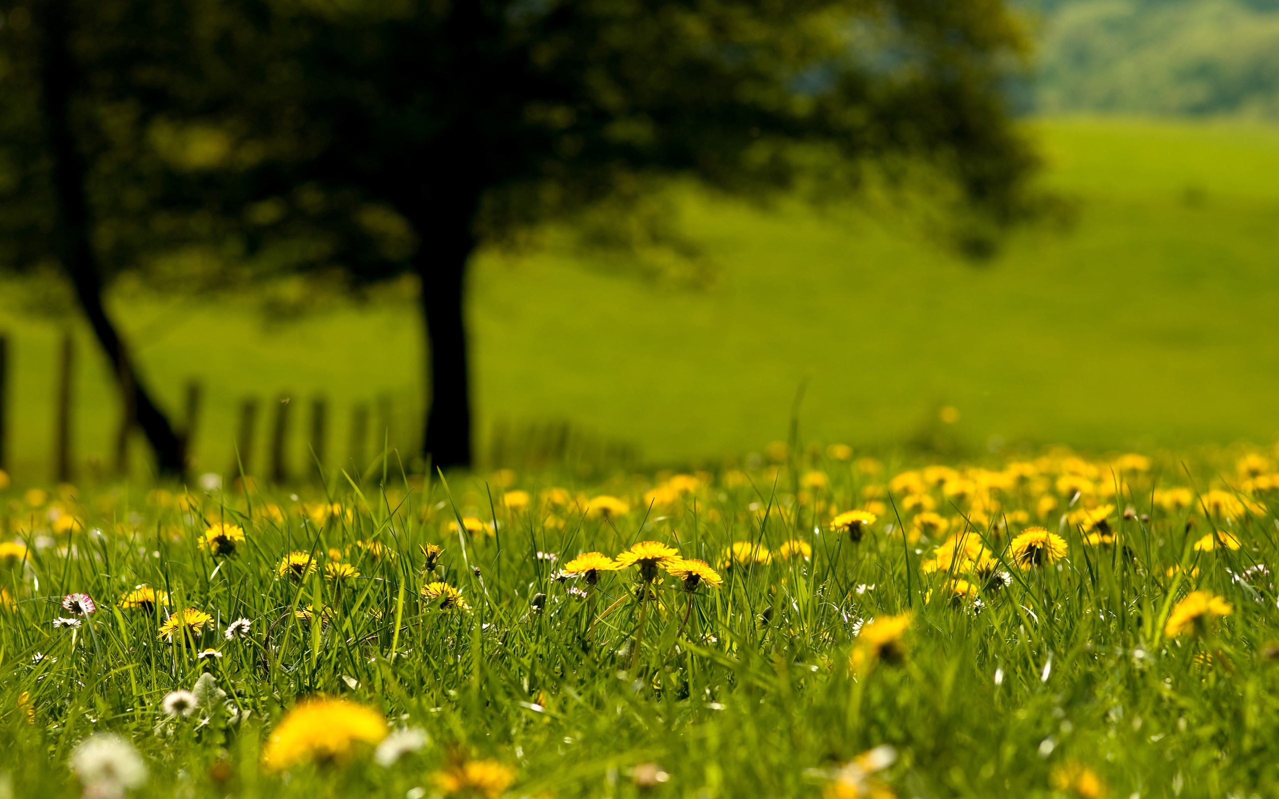 nature, Dandelions Wallpaper