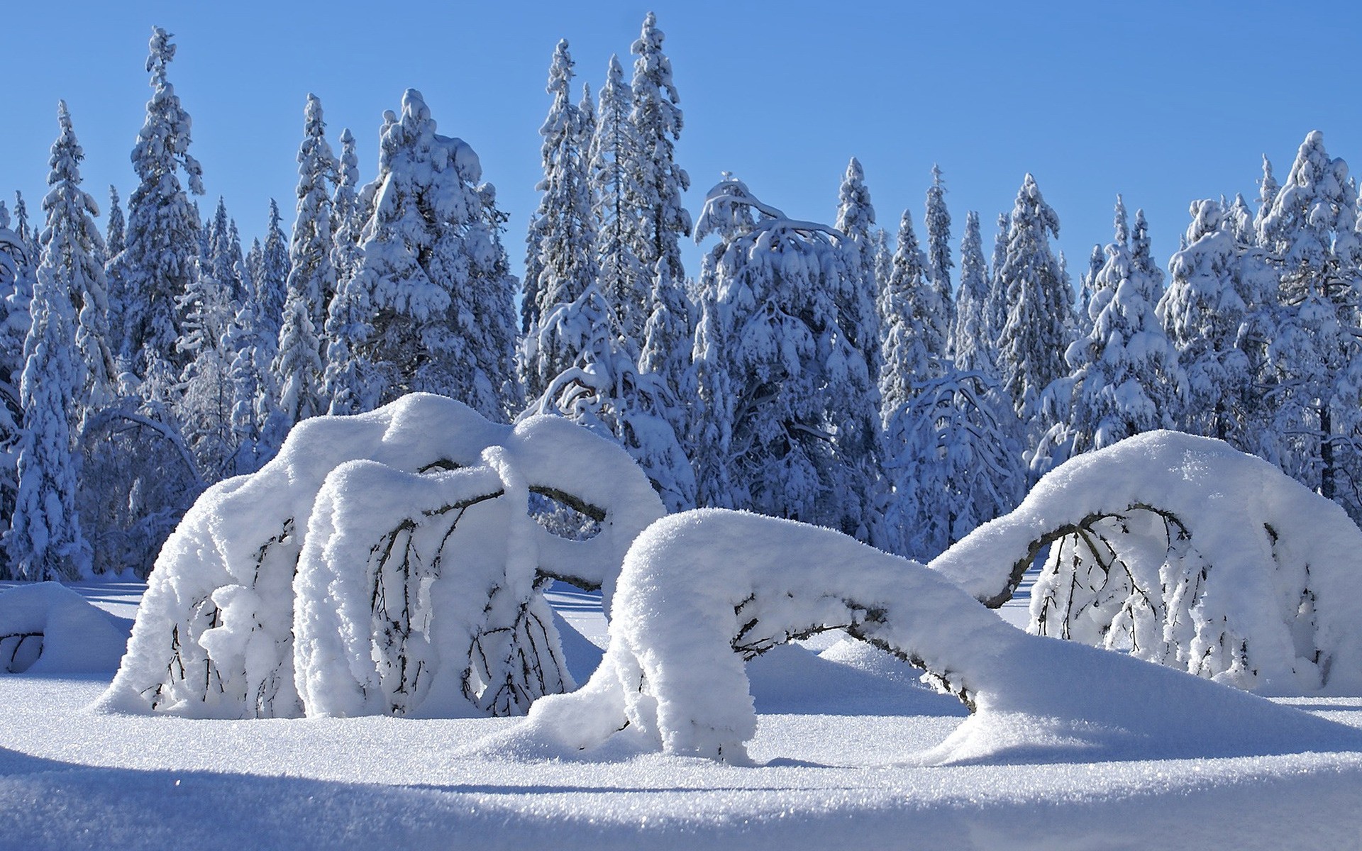 landscapes, Winter, Snow, Trees, Sunlight Wallpaper