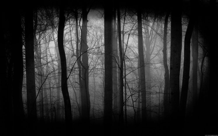forest, Woods HD Wallpaper Desktop Background