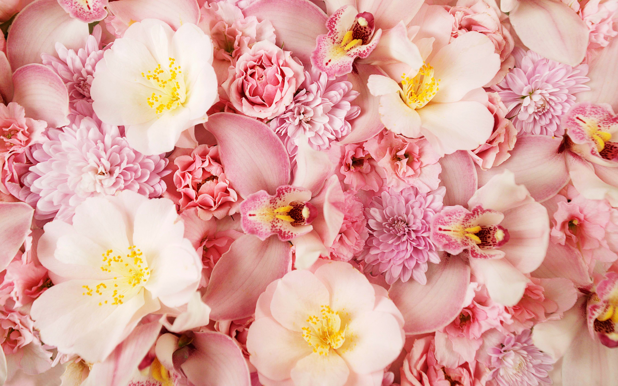 pink, Orchids Wallpapers HD / Desktop and Mobile Backgrounds