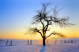 sunrise, Winter, Trees