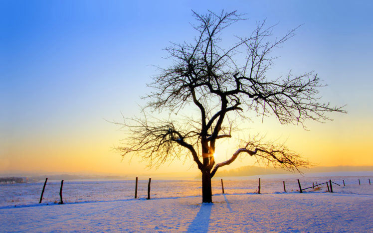 sunrise, Winter, Trees HD Wallpaper Desktop Background