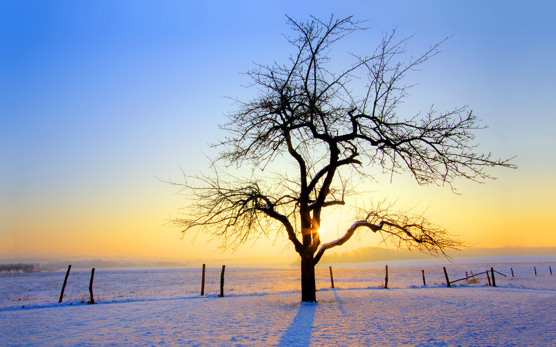 sunrise, Winter, Trees Wallpaper