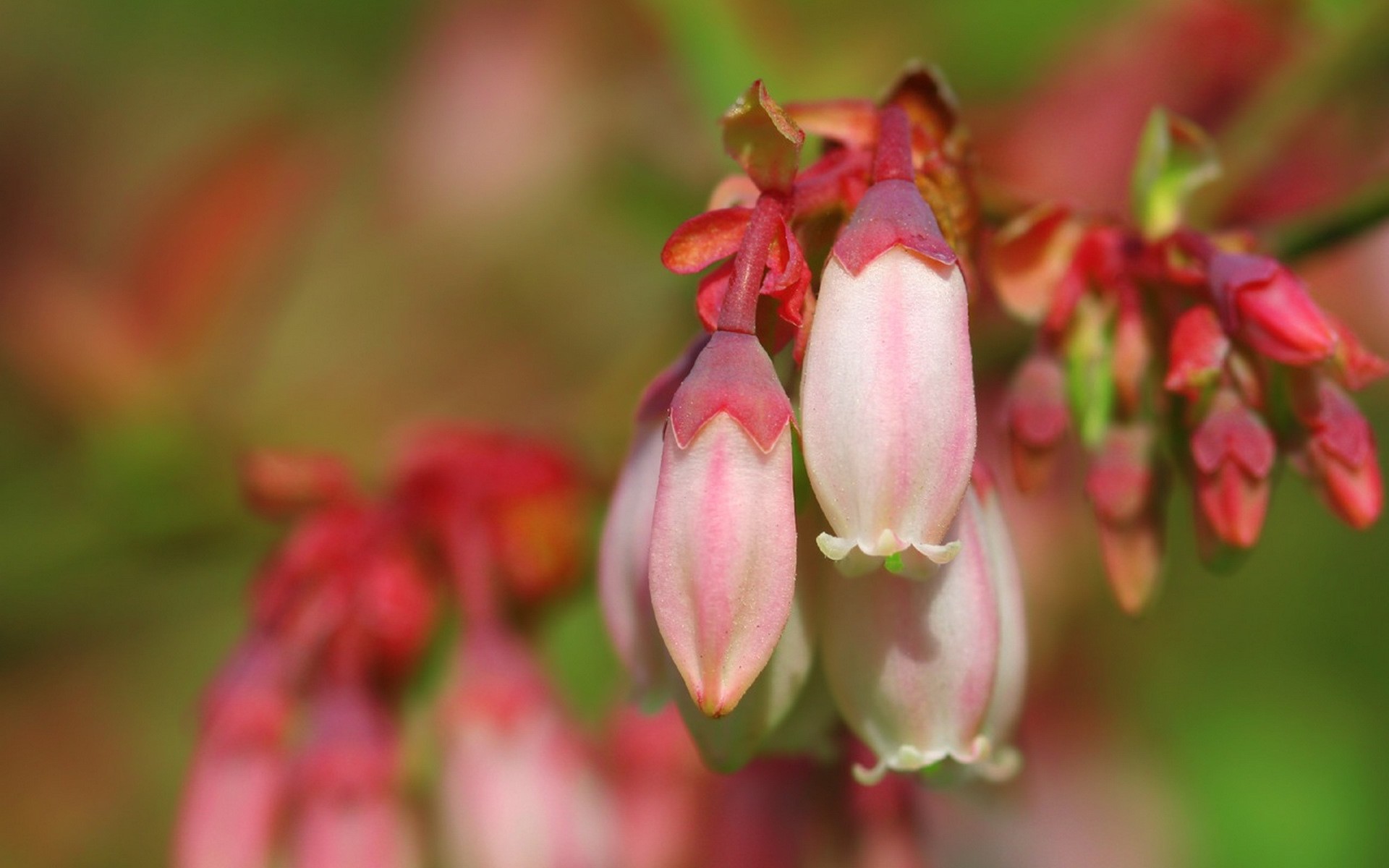 japan, Flowers, Spring,  season Wallpaper