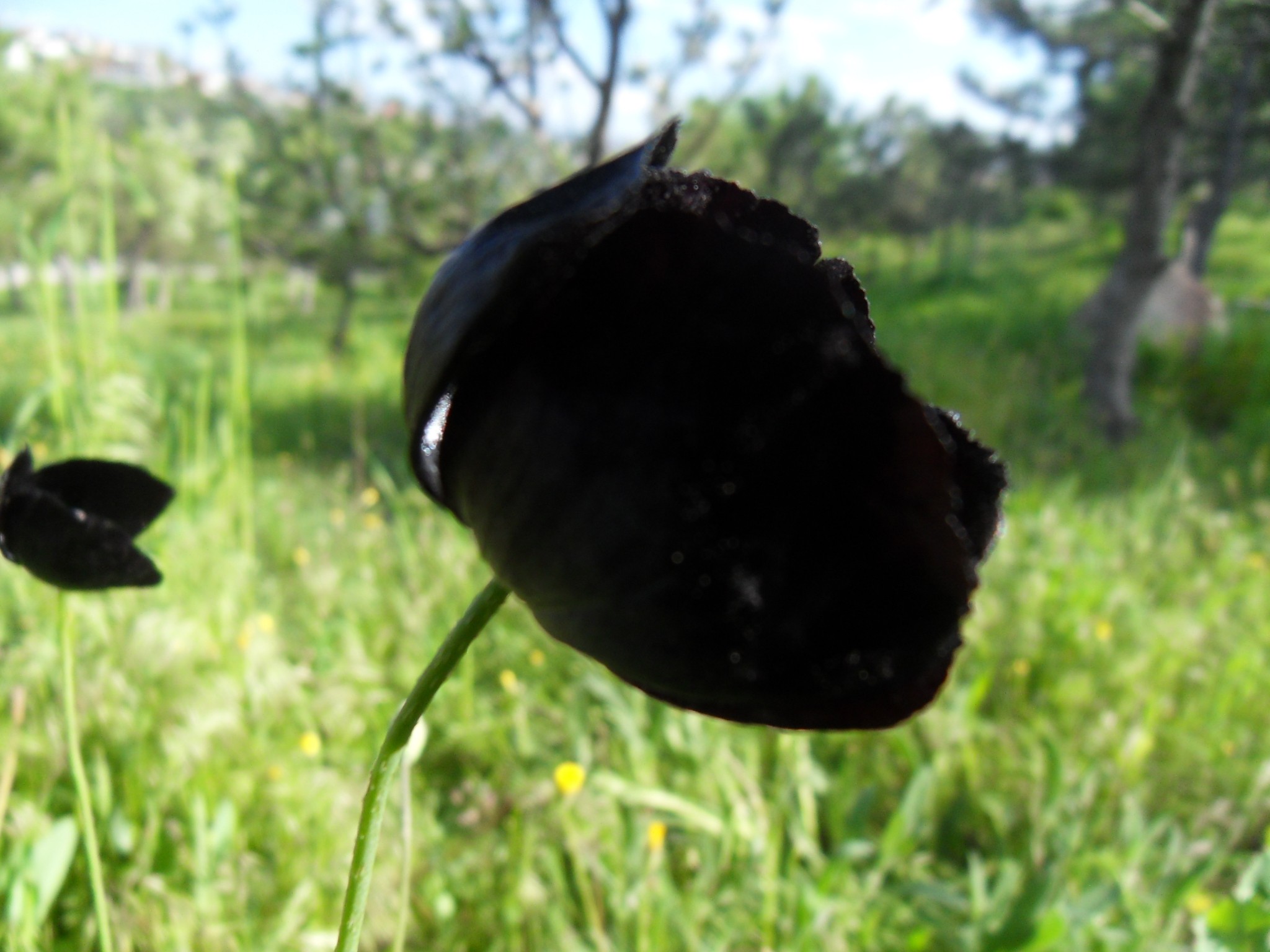 flowers, Poppy Wallpaper