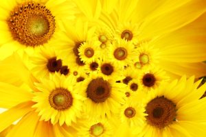 cool, Sunflowers