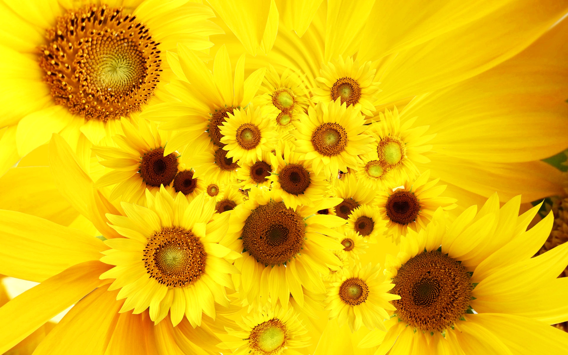 cool, Sunflowers Wallpaper