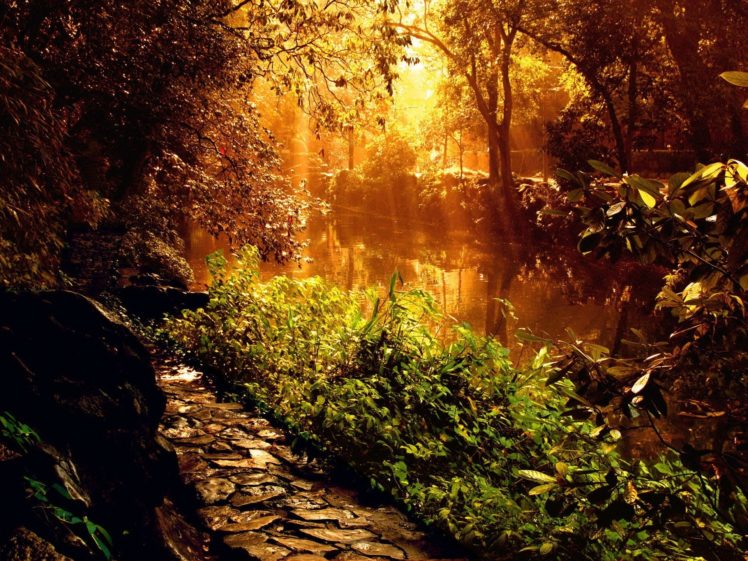 sun, Shining, Through, Trees, Lighting, A, River HD Wallpaper Desktop Background