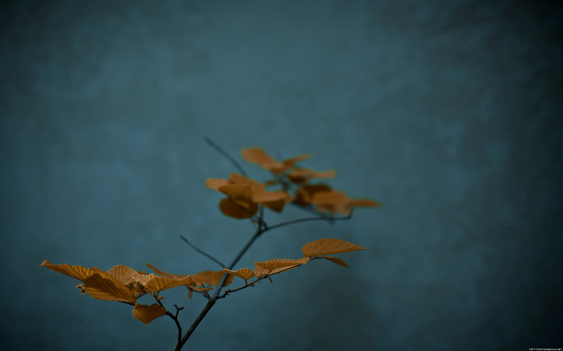 leaves, Plants, Potted, Plant Wallpaper