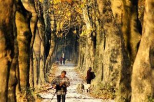people, Sunshine, Forest, Turkey, Bursa, Tree, Autumn, Landscape