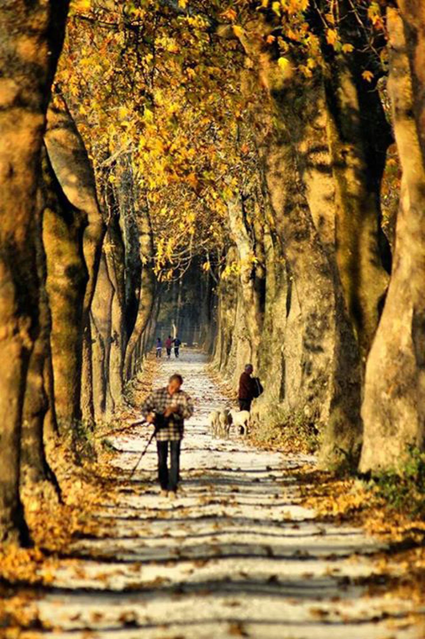 people, Sunshine, Forest, Turkey, Bursa, Tree, Autumn, Landscape Wallpaper