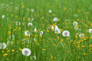 meadow, Dandelions