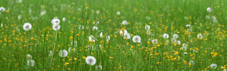 meadow, Dandelions HD Wallpaper Desktop Background