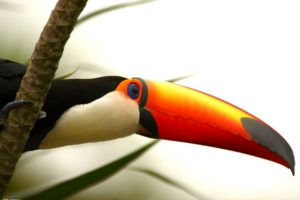 animals, National, Geographic, Branches, Brazilian, Toucans, Birds