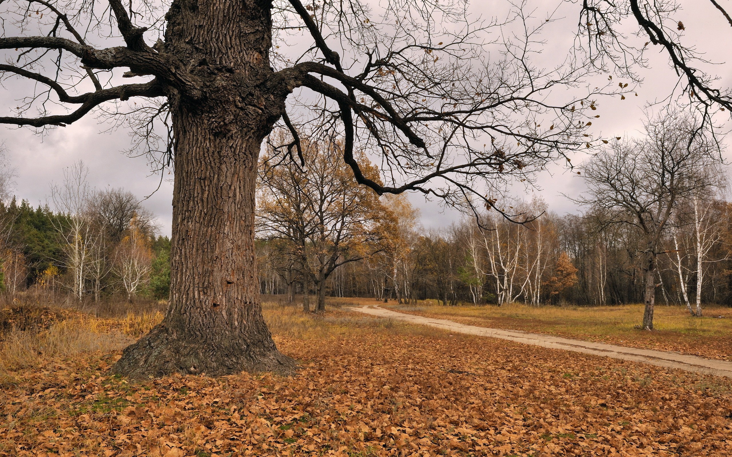 landscapes, Nature Wallpaper