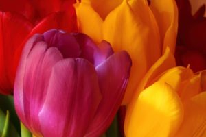flowers, Tulips