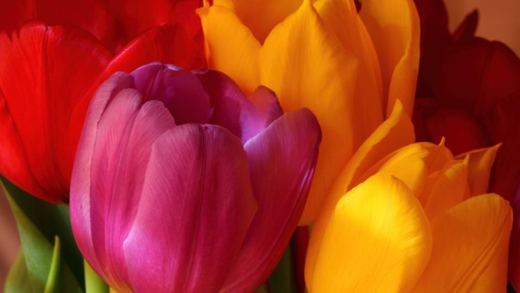 flowers, Tulips HD Wallpaper Desktop Background