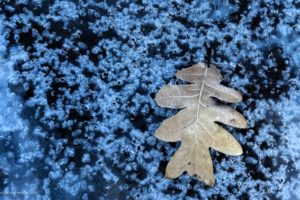 ice, Nature, Winter, Leaf, Cold, Bubbles, Macro