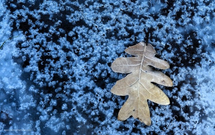 ice, Nature, Winter, Leaf, Cold, Bubbles, Macro HD Wallpaper Desktop Background