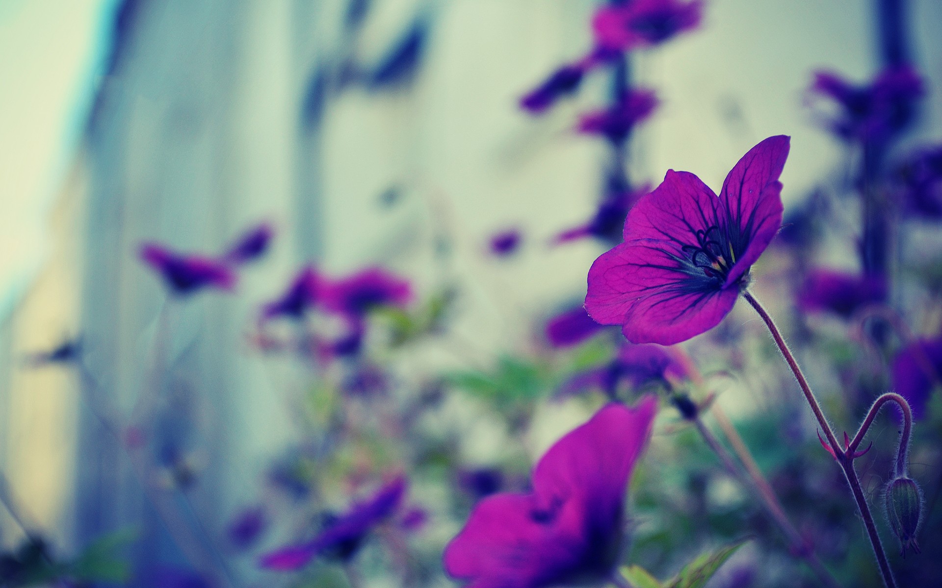 flowers Wallpaper