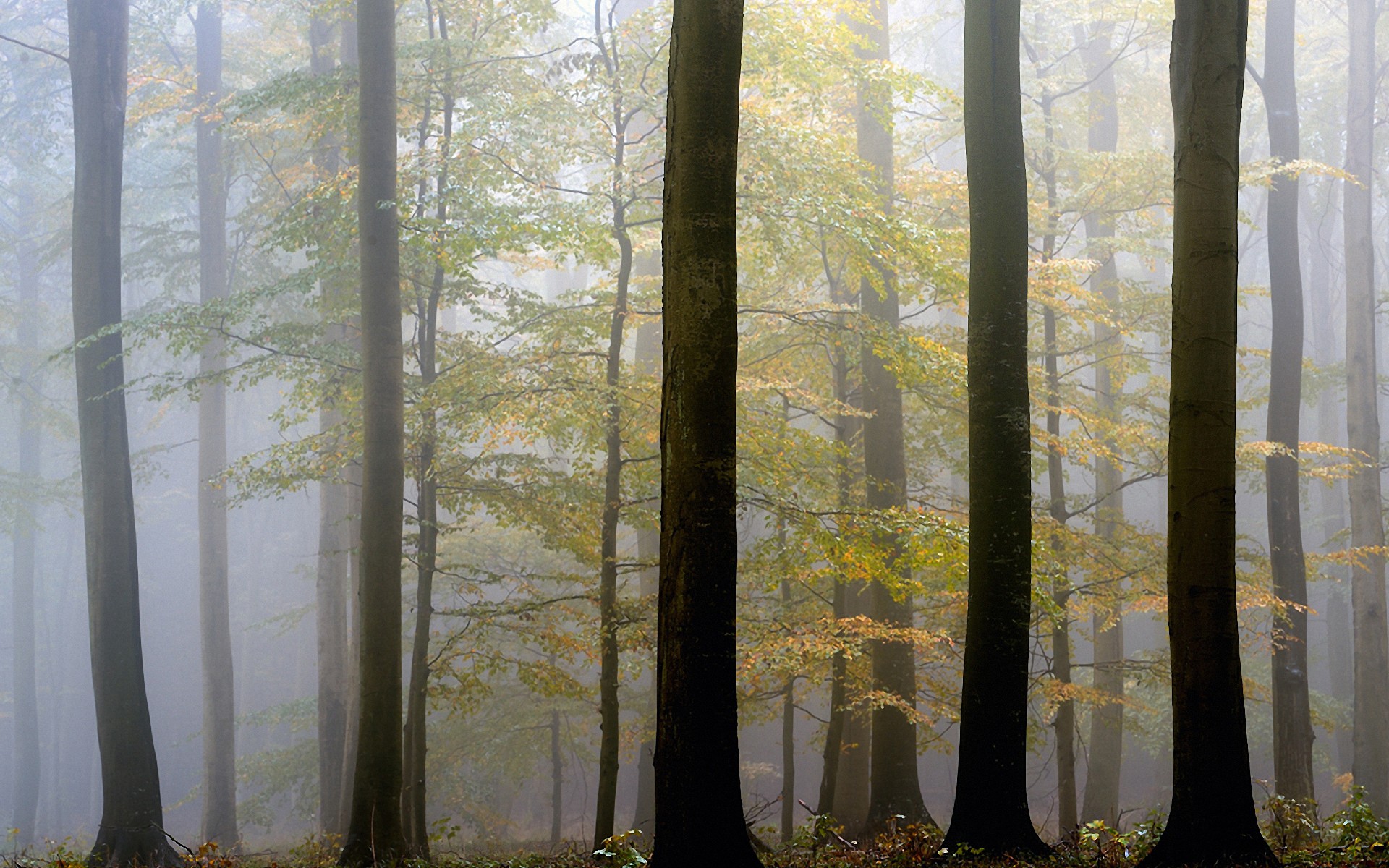 forest Wallpaper
