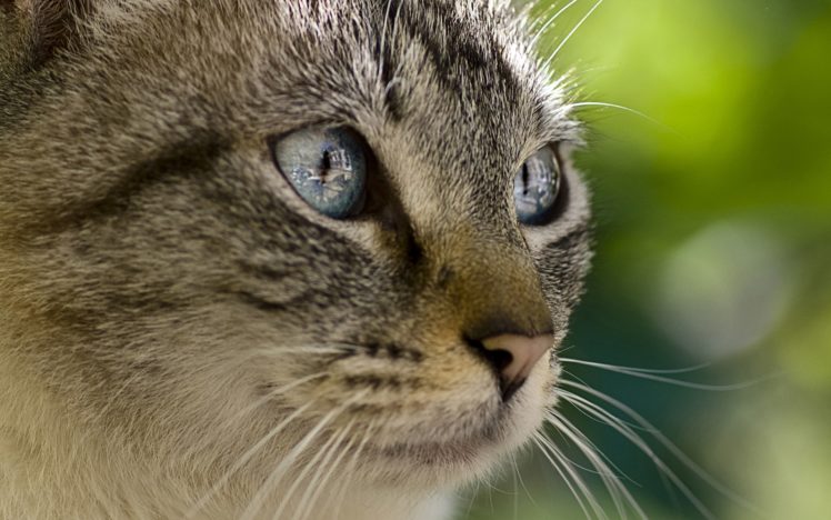 close up, Eyes, Cats, Animals HD Wallpaper Desktop Background