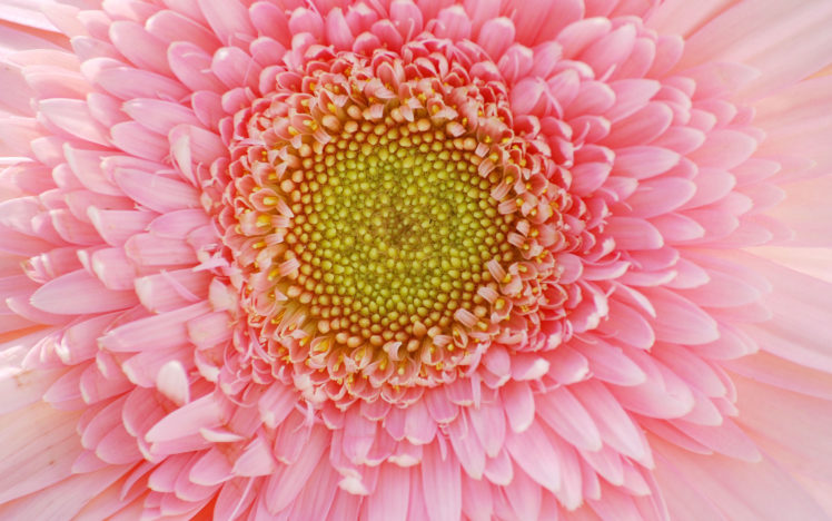 flower, Petals HD Wallpaper Desktop Background