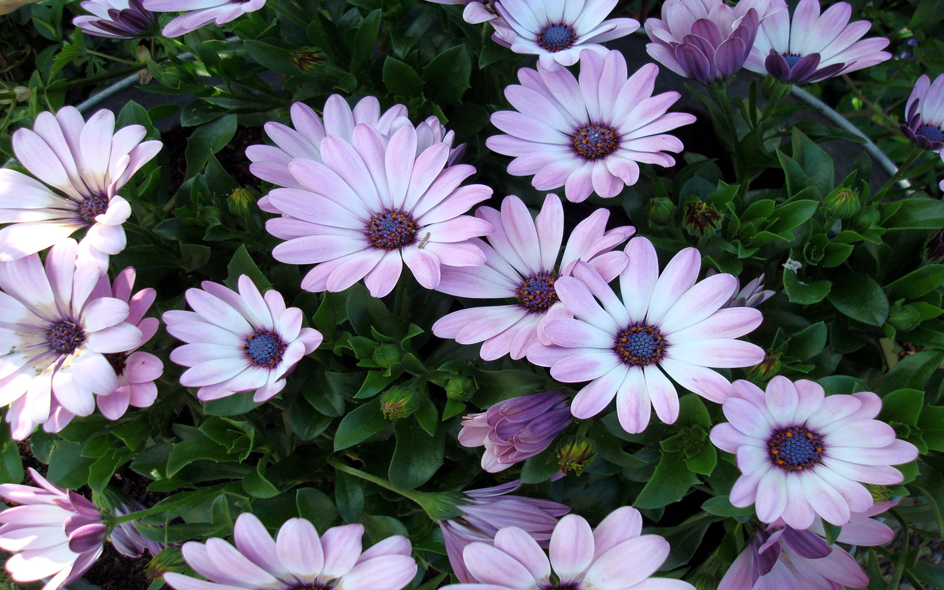 flowers, High, Resolution Wallpaper