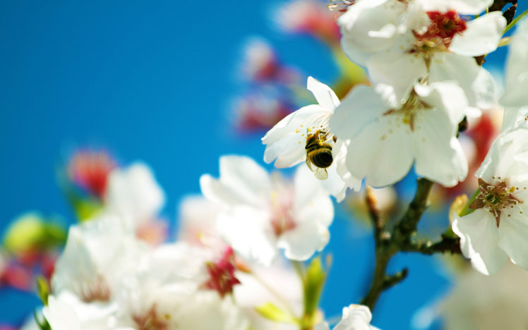spring, Bee HD Wallpaper Desktop Background
